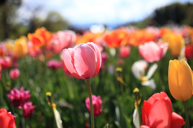 「ＧＷはどこへ行く？」 人気ブロガー絶賛の「行ってよかった！」おでかけスポット