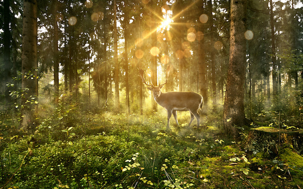 5月7日～5月13日の週間運勢占いランキング！　1位の星座は…？