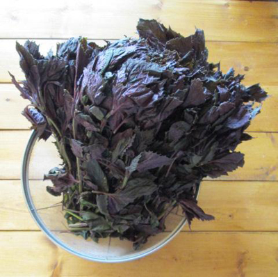 かんたん保存食で夏を乗り切る！ 「紫蘇ジュース」＆「新ショウガの甘酢漬け」の作り方