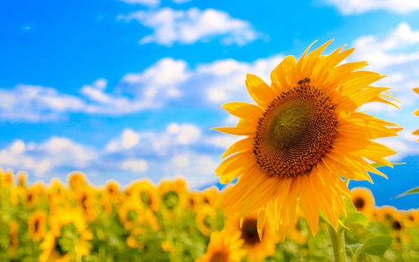 7月30日～8月5日の週間運勢占いランキング！　1位の星座は…？