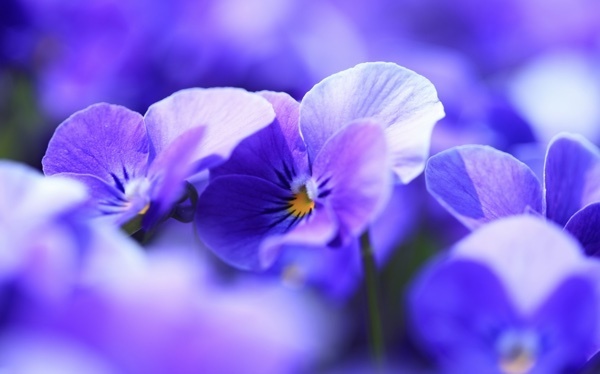 女の子の名前は古風なものにも人気に。人気の名前ランキング