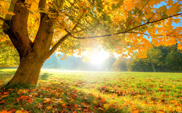 11月5日～11月11日の週間運勢占いランキング！　1位の星座は…？