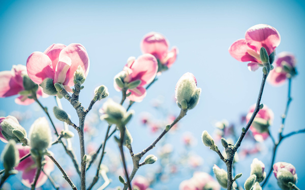 4月1日～4月7日の週間運勢占いランキング！　1位の星座は…？