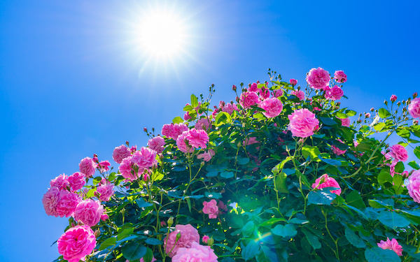 5月6日～5月12日の週間運勢占いランキング！　1位の星座は…？