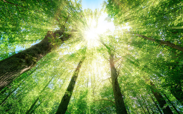 6月10日～6月16日の週間運勢占いランキング！　1位の星座は…？