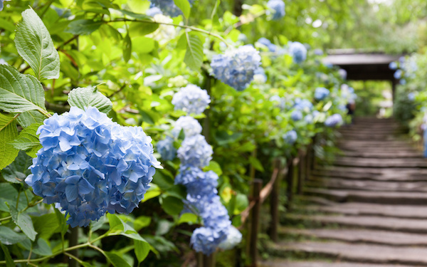 6月17日～6月23日の週間運勢占いランキング！　1位の星座は…？