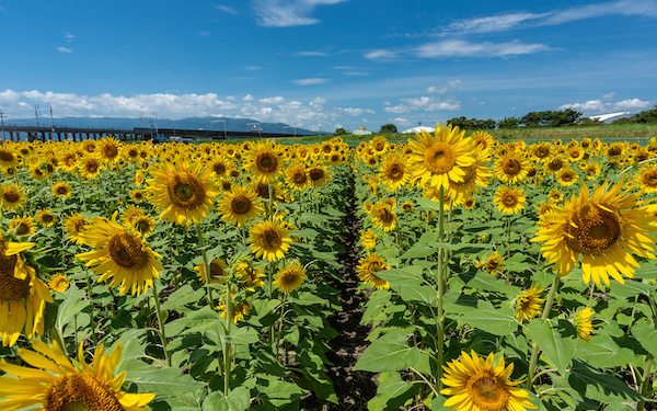 8月5日～8月11日の週間運勢占いランキング！　1位の星座は…？