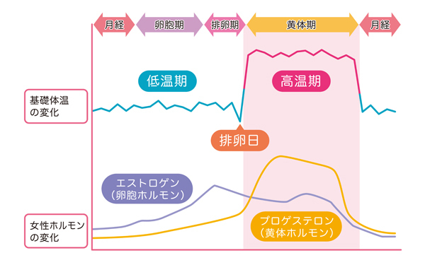 【医師監修】女性ホルモンの基礎知識、美と健康を保つための方法は？