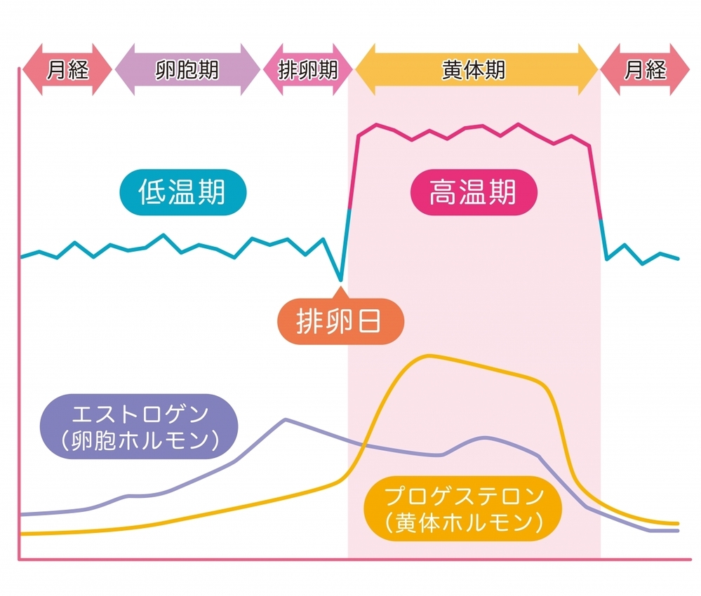 【医師監修】生理の経血が少ない…過少月経の原因と対処法