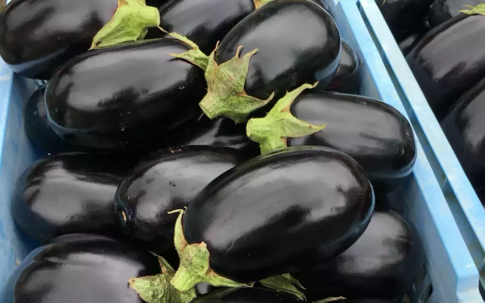 アツい夏は米ナス料理を楽しもう！簡単レシピ2選＆楽しい米ナスキャンペーン