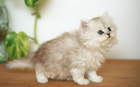 ペット貧乏にご用心！？  独身女性がペットを飼うための必要経費は月額3万円