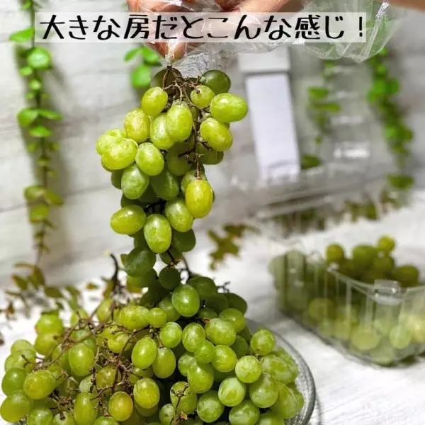 コットンキャンディーグレープ