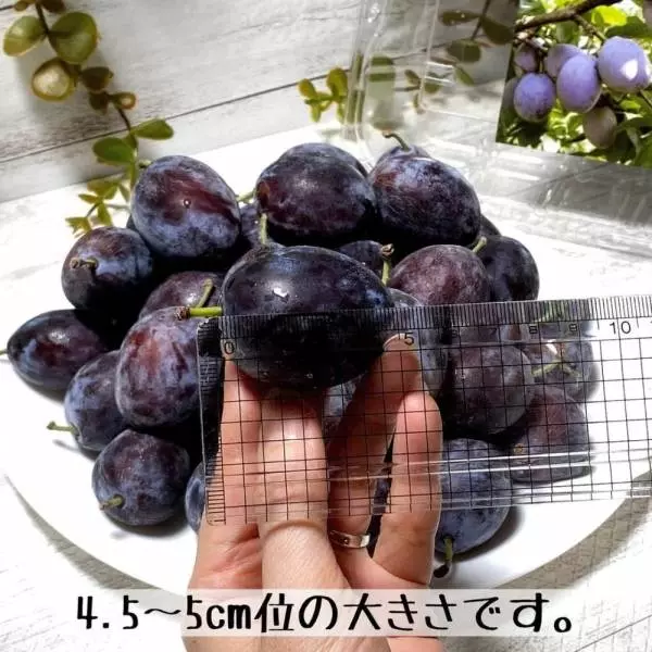 シュガープルーン