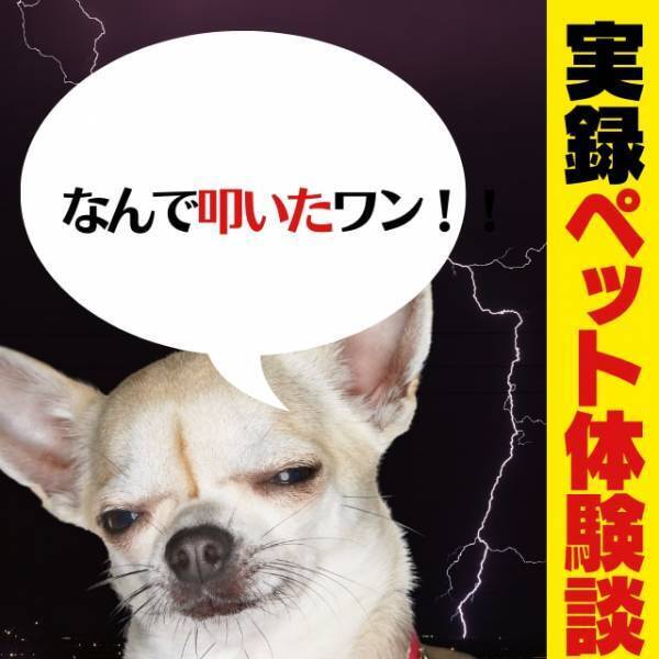「今、なんで叩いたワン！（怒）」私が妊娠中、膝の上に乗ってきたチワワ。→ある”ハプニング”で激怒されることに！