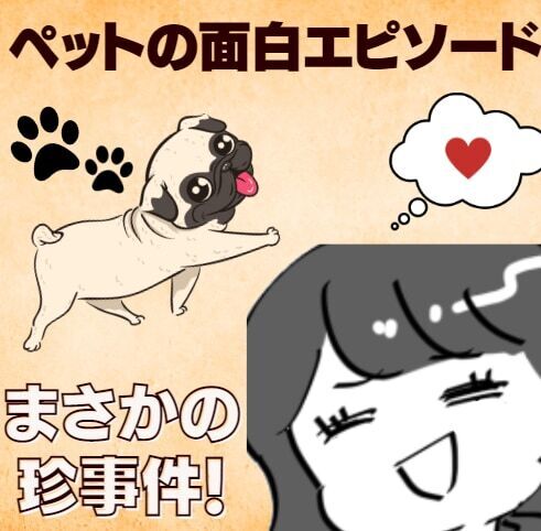 【ほっこり】段ボールで遊んでいたパグが、とんでもない姿に…！？→“珍事件”に爆笑！＜ペットの面白エピソード＞