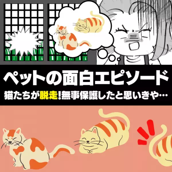 【衝撃】「一匹増えた…！？」破れた網戸から飼い猫二匹が脱走！無事保護して帰宅→猫が“三匹”に…！？