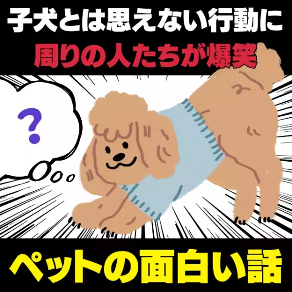 【衝撃】愛犬の“子犬とは思えない行動”に周りの人たちが爆笑！→本人は何が起こったのかわからず周りをキョロキョロ…＜ペットの面白い話＞