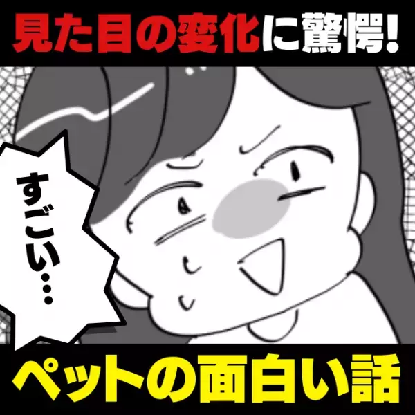 【衝撃】なぜか筋トレをする我が家のハムスター！→予想外の“見た目の変化”に驚いた…＜ペットの面白い話＞