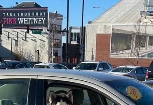 ＜いいねが8万件＞妻「今日、イケメンに声かけられたの～！」夫「…？」⇒見せられた『1枚の写真』に夫は衝撃を受ける！？