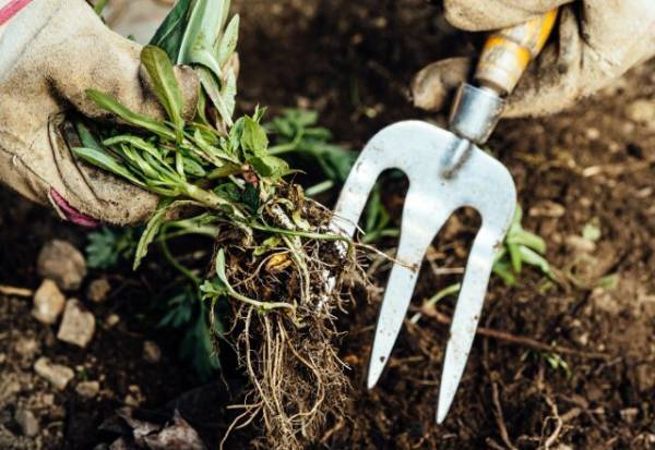 除草剤はいらない！？【雑草の除去方法】身近なもので雑草除去する裏ワザ！