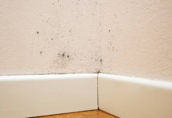 【頑固な黒カビさようなら！】片栗粉をつかった掃除術とは