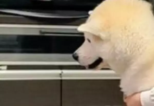 ワンちゃんと「ただいま」をする姿に……「かわいい！」「やってみたい！」の声集まる