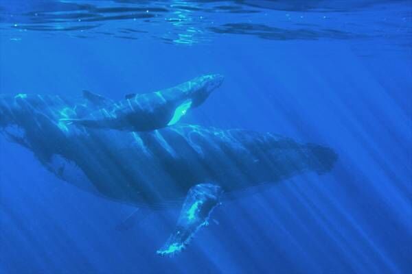水原希子「気持ちよくなり健康になって」クジラの求愛からラブグッズ共同開発！