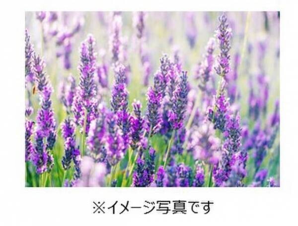 生理期間中も気持ちが癒されるアロマの香り『ソフィ(R)センターインコンパクト1/2・Kiyora　ラベンダーリラックスの香り』発売