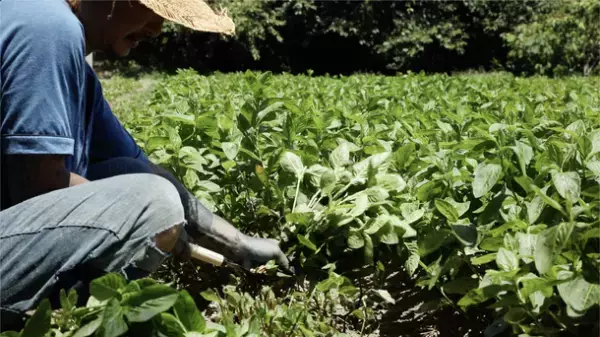 京都の老舗珠数屋より日本の伝統色「藍」にこだわった正藍染の数珠・ブレスレット「藍珠」の販売を開始！