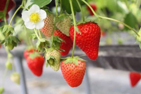 「ゆめさき苺」を使用した100％天然の食品香料、SCENTED JOURNEY 10^8「香りの旅」シリーズ、支援者87人、支援額54万超えに到達　Makuakeにて10/28まで先行販売中！