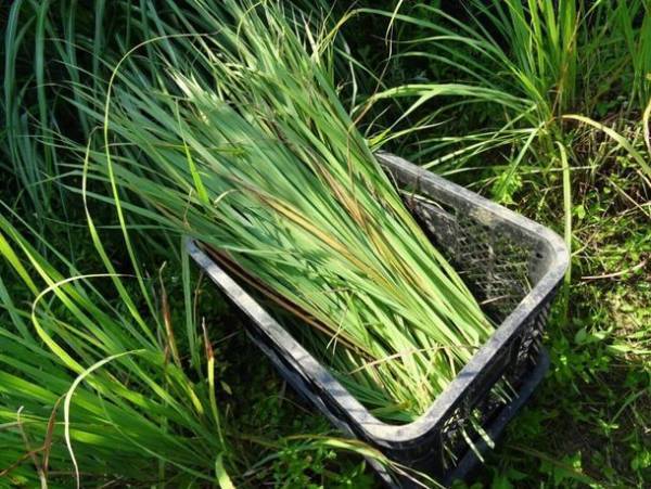 「ゆめさき苺」を使用した100％天然の食品香料、SCENTED JOURNEY 10^8「香りの旅」シリーズ、支援者87人、支援額54万超えに到達　Makuakeにて10/28まで先行販売中！