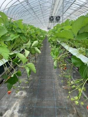 「ゆめさき苺」を使用した100％天然の食品香料、SCENTED JOURNEY 10^8「香りの旅」シリーズ、支援者87人、支援額54万超えに到達　Makuakeにて10/28まで先行販売中！