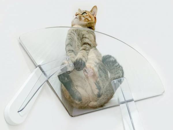 肉球鑑賞スポットをお部屋にプラス！9月1日より隅っこ専用の透明キャットステップ発売！