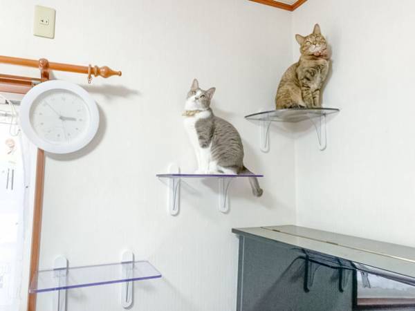 肉球鑑賞スポットをお部屋にプラス！9月1日より隅っこ専用の透明キャットステップ発売！