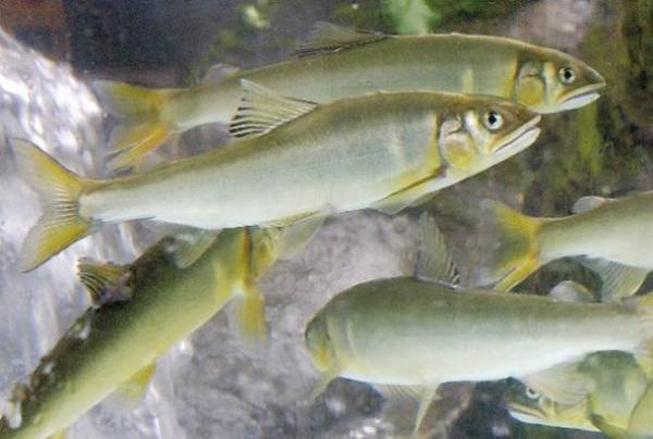 夏の風物詩、鮎シーズン真っ盛り！“世界農業遺産”「清流長良川の鮎」に関する情報を紹介