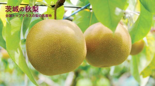 茨城県内レストランメニューフェア「茨城をたべよう　常陸の輝き＆秋梨フェア」を9月1日(水)～10月17日(日)まで開催。