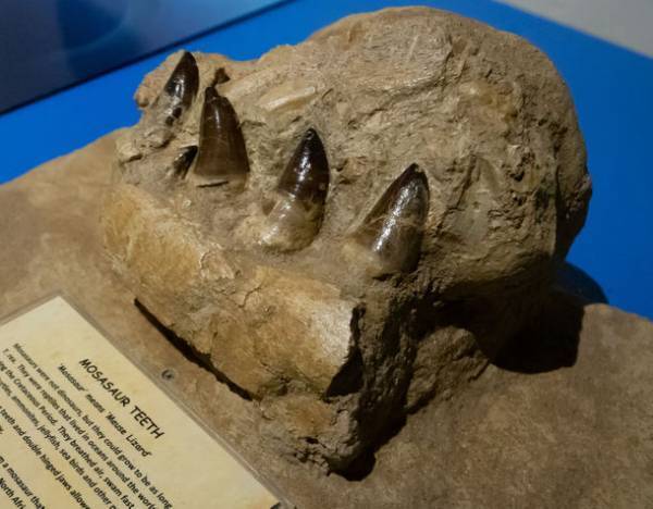 ～恐竜とアートのコラボレーション～「Gr8！こぶりな恐竜展」が横浜赤レンガ倉庫1号館で9月4日(土)より開催！有名アーティストとのコラボで大人気のYOICHIRO氏制作「恐竜アート」の展示も決定！