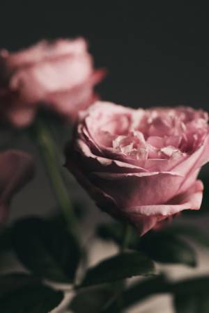 バラの幹細胞成分配合*で、触りたくなる素肌へ　イスラエル発のCHRISTINA(クリスティーナ)「エンチャンティング ボディ クリーム」が9月1日よりオンラインサイトで発売開始