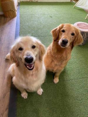 おかげさまで開業3周年　「動物たちが暮らす森のカフェ Animeal(アニミル)」に新たな動物たちが仲間入りし、触れ合い体験が更にパワーアップ！