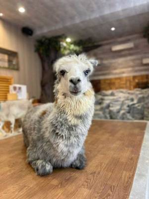 おかげさまで開業3周年　「動物たちが暮らす森のカフェ Animeal(アニミル)」に新たな動物たちが仲間入りし、触れ合い体験が更にパワーアップ！