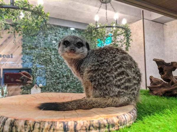 おかげさまで開業3周年　「動物たちが暮らす森のカフェ Animeal(アニミル)」に新たな動物たちが仲間入りし、触れ合い体験が更にパワーアップ！