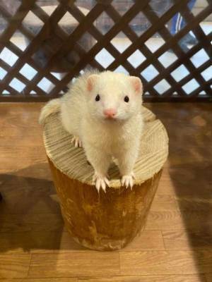 おかげさまで開業3周年　「動物たちが暮らす森のカフェ Animeal(アニミル)」に新たな動物たちが仲間入りし、触れ合い体験が更にパワーアップ！