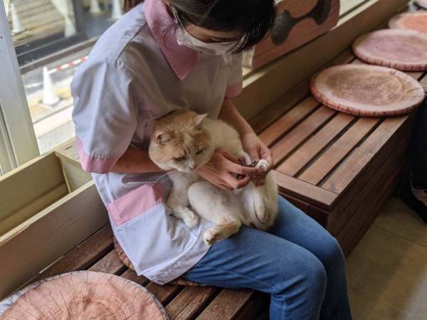 おかげさまで開業3周年　「動物たちが暮らす森のカフェ Animeal(アニミル)」に新たな動物たちが仲間入りし、触れ合い体験が更にパワーアップ！