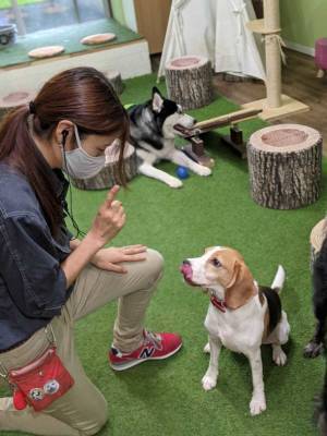 おかげさまで開業3周年　「動物たちが暮らす森のカフェ Animeal(アニミル)」に新たな動物たちが仲間入りし、触れ合い体験が更にパワーアップ！