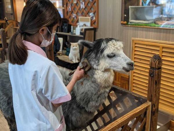 おかげさまで開業3周年　「動物たちが暮らす森のカフェ Animeal(アニミル)」に新たな動物たちが仲間入りし、触れ合い体験が更にパワーアップ！