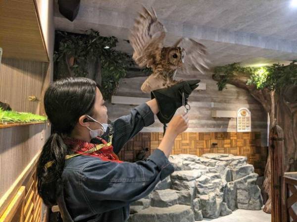 おかげさまで開業3周年　「動物たちが暮らす森のカフェ Animeal(アニミル)」に新たな動物たちが仲間入りし、触れ合い体験が更にパワーアップ！