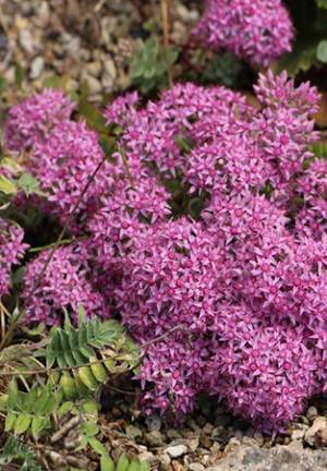 六甲高山植物園 秋に咲く数少ない高山植物様々な「ミセバヤ」の仲間が見頃です！