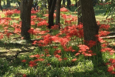～ 秋のびわ湖クルーズと“今津桂浜園地”のヒガンバナを楽しむ～今津桂浜園地の彼岸花観賞クルーズ＆ウォーク