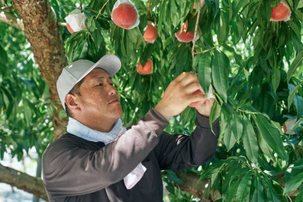 【コメダ珈琲店】＼地域の特産品をモーニングで味わう／“生産者と地域をつなぐ”地域限定モーニングサービス「山梨県産 白桃とすもものジャム」を10月1日(金)より山梨・東京・長野のコメダ珈琲店で限定販売！