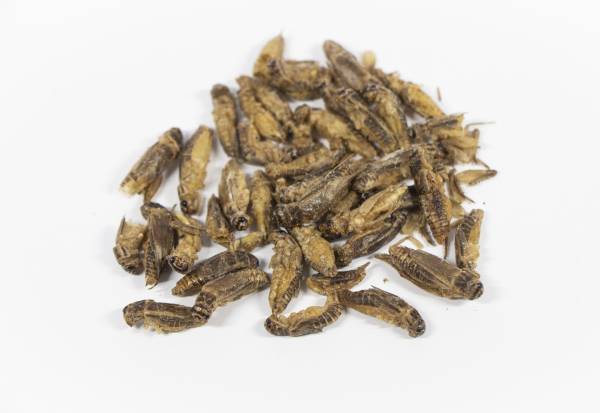 ～長引くコロナ禍で子どもたちの社会性や生活習慣が低下の危機！？～「第27回ダヴィンチマスターズ」オンライン開催に小学生2,000人が集結！